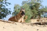 MALINOIS 137